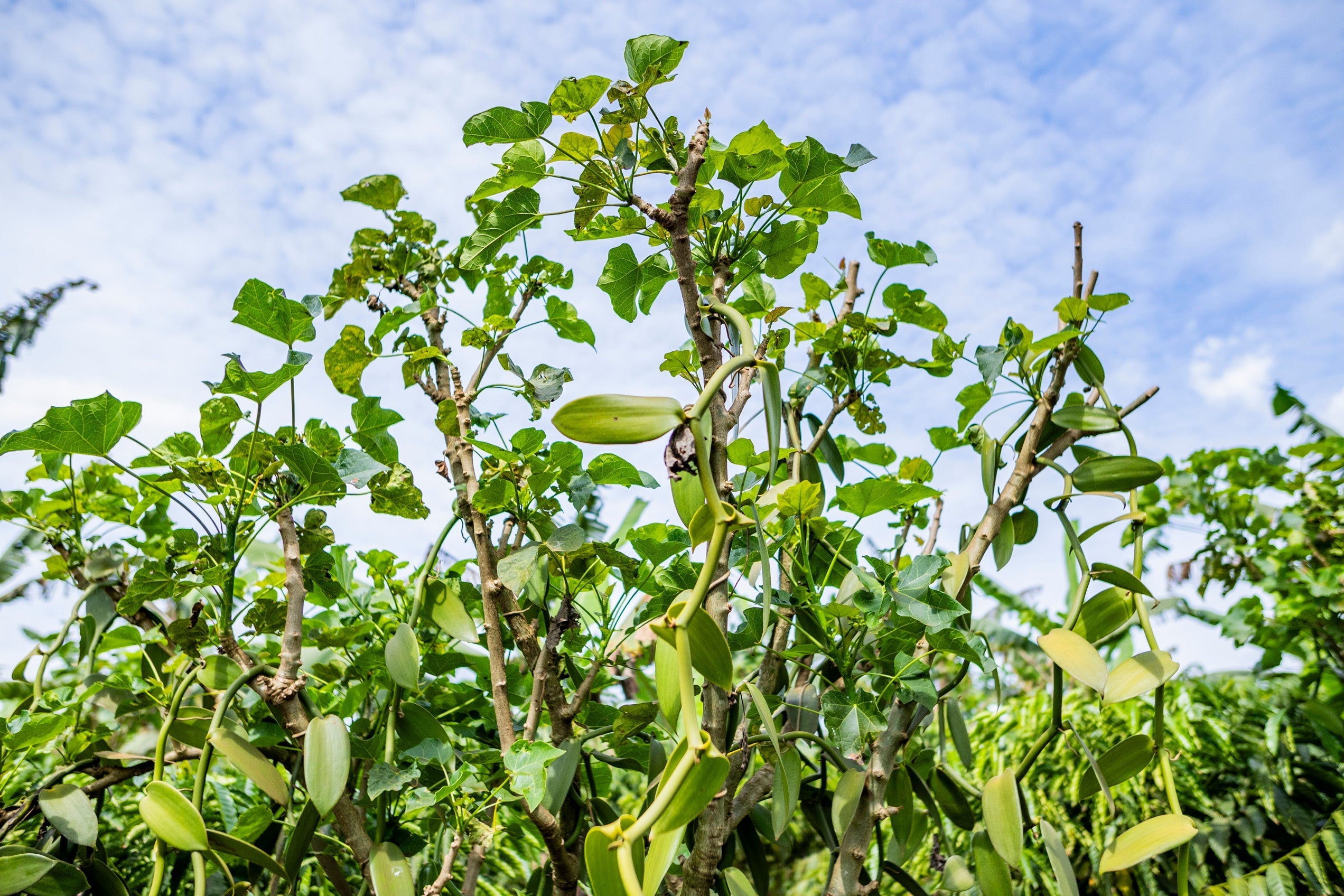 Permakultur - Unsere Antwort auf die Herausforderungen kleinbäuerlicher Produzent:innen in Afrika